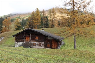 Mountain hut in autumn with golden larches and foggy atmosphere in the upper Lechtal