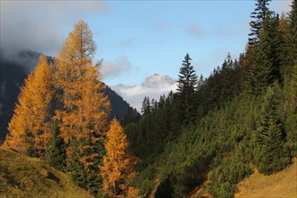 Autumn with golden larches and foggy atmosphere in the upper Lechtal