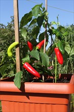 Chilli and peppers growing in a planter in the garden