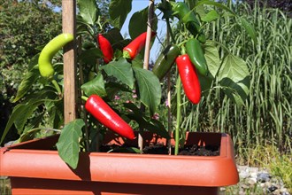 Chilli and peppers in a planter