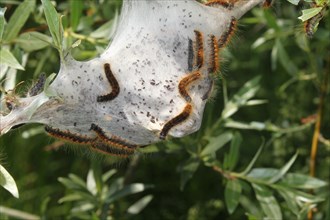 Moth small eggar