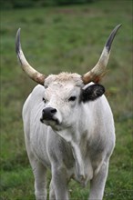 Hungarian domestic cattle