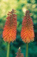 Torch lily also kniphofias