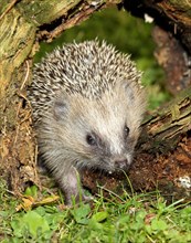 Brown-chested hedgehog