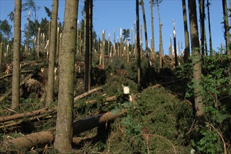 Windstorm destroys part of a spruce forest