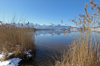 Lake Hopfen in winter with a view of the Allgaeu mountains