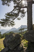 Mountain massif with rocky peaks and pine trees
