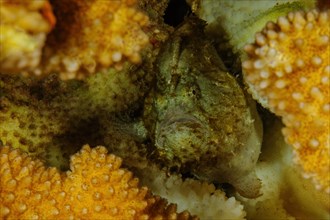 Seven 7-centimetre small dorsal spotted frogfish