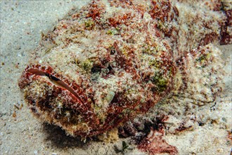 Close-up of head Head portrait of venomous stonefish venomous marine animal lies reef stonefish