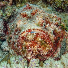 Close-up of head Head portrait of venomous stonefish venomous marine animal lies reef stonefish