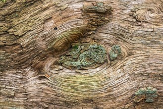 Structures in the wood of a dead tree trunk