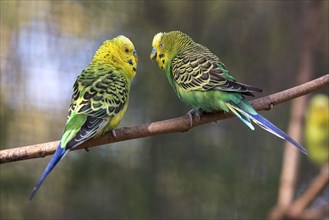 Two green-yellow budgies