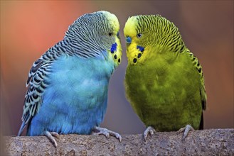 Green-yellow and blue budgie