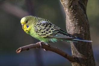 Green-yellow budgie