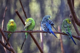Green-yellow and blue budgies