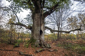Chimney oak