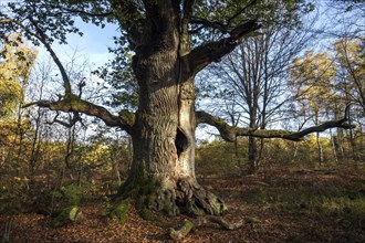 Chimney oak