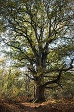 Old English oak