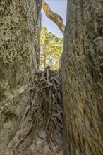 Roots between sandstone rocks in the Skalni mesto Bludiste rock labyrinth