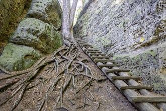 Wooden stairs in the Skalni mesto Bludiste rock labyrinth