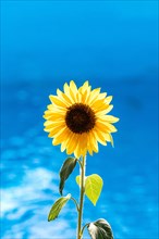Small sunflower stands out beautifully in the backlight against the blue water of the pool