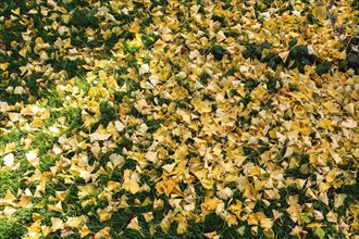 The ginkgo tree sheds its autumn leaves