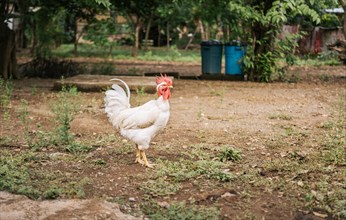 Beautiful purebred white choyin rooster in a yard