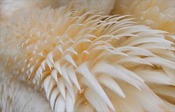 Plumage of the great white pelican