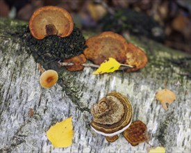 Mushroom community on birch trunk