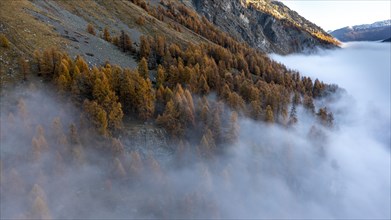 Piz Lagrev with colourful larches and fog in autumn