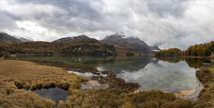 Lake Sils with colourful larches in autumn