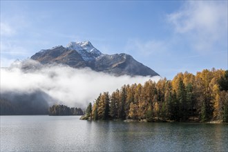 Lake Sils with colourful larches and fog in autumn