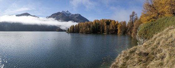 Lake Sils with colourful larches and fog in autumn