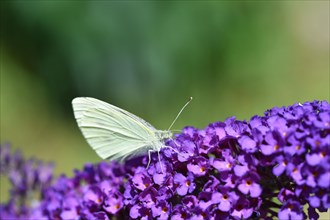 Cabbage butterfly