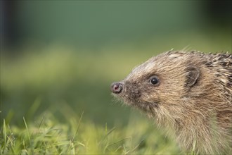 European hedgehog