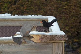 Blackbird male standing on wooden board in snow and female flying with open wings different vision
