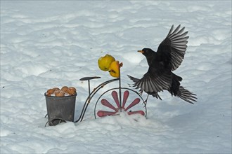 Blackbird two males with open wings fighting next to bicycle with pot and nuts and apples flying towards each other seeing