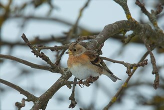 Brambling sitting on branch left looking in front of blue sky