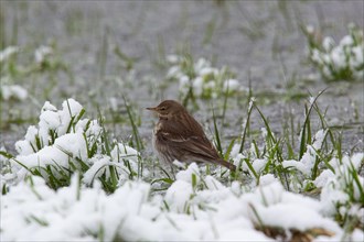 Mountain Pipit standing on ice surface behind snow left sighted