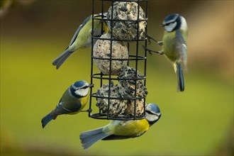 Blue Tit Four Birds Hanging on Feeding Pole Seeing Different