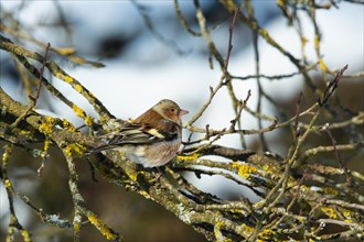 Chaffinch sitting on branch right looking in front of blue sky