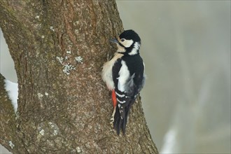 Great spotted woodpecker female hanging on tree trunk cleaning left looking