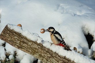 Great spotted woodpecker female with nut in beak sitting on tree trunk in snow left looking
