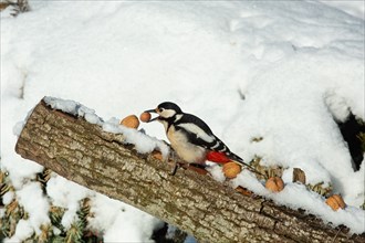Great spotted woodpecker female with nut in beak sitting on tree trunk in snow left looking