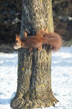 Squirrel hanging on tree trunk in snow seen on the left