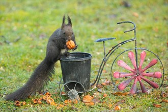 Squirrel holding nut in hands on bicycle with pot sitting in green grass looking from front
