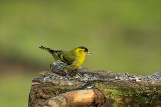 Siskin sitting on branch with food right sighted