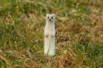 Ermine in white winter coat standing in meadow looking from the front