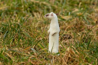 Ermine in white winter coat standing in meadow looking from front left