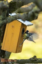 Great tit with open wings hanging from nest box looking from the front